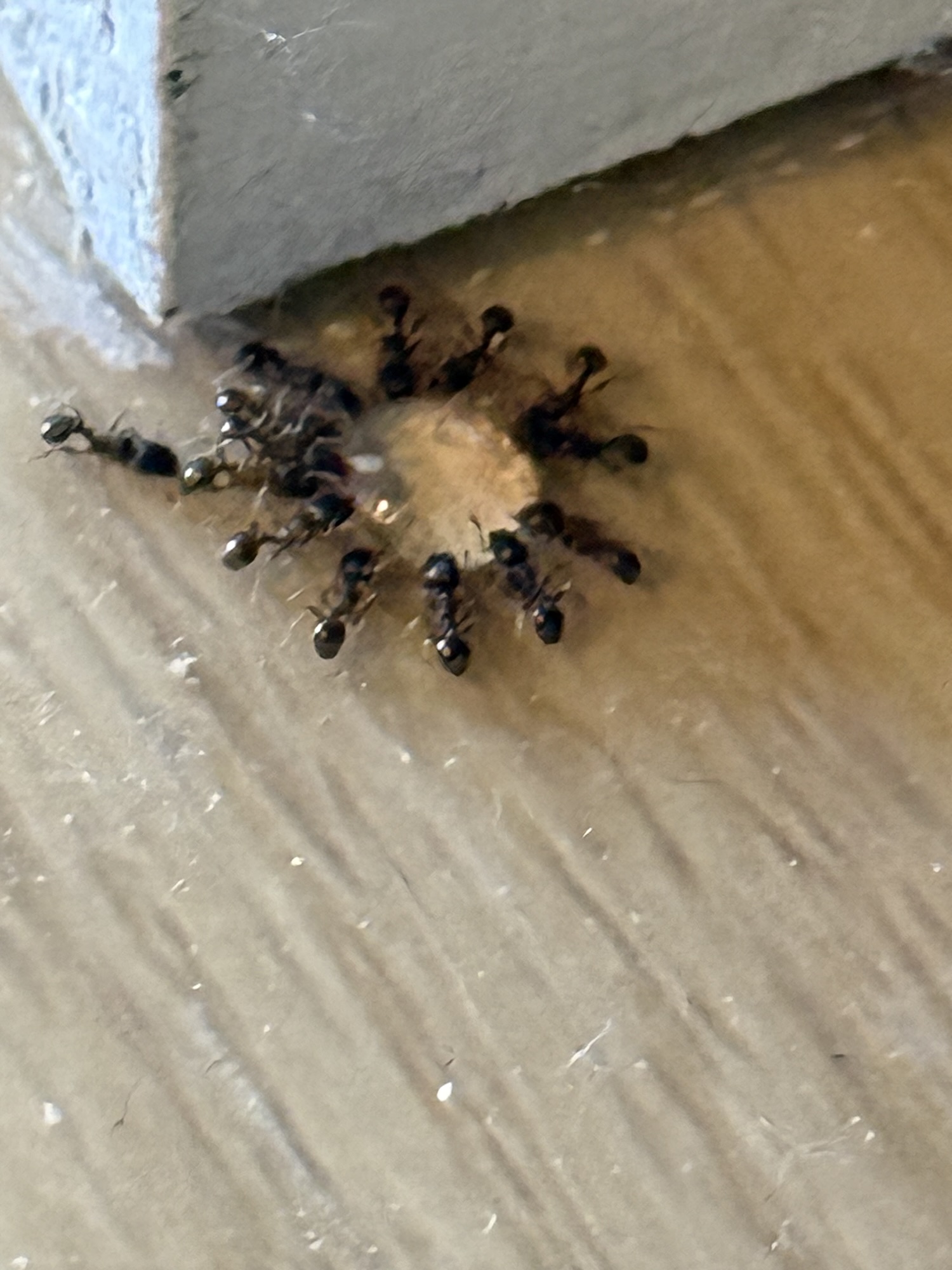 🐜 Invasion de fourmis à Lyon et dans la région : comment s&rsquo;en débarrasser efficacement ?