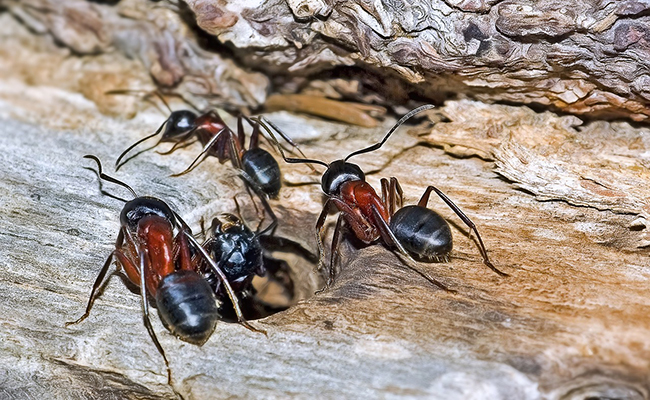 Fourmi charpentière